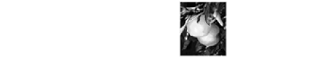 First Citrus Logo